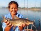 Yellow Catfish