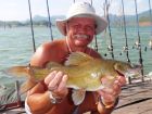 Yellow Catfish