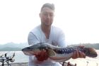 Giant Snakehead