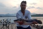 Giant Snakehead