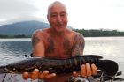 Giant Snakehead