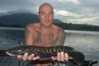Giant Snakehead