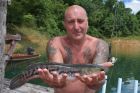Giant Snakehead