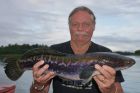 Giant Snakehead