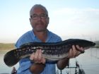 Giant Snakehead