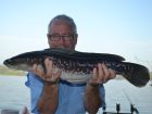 Giant Snakehead