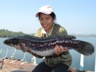 Giant Snakehead