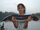 Giant Snakehead
