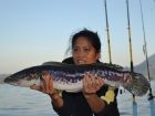 Giant Snakehead