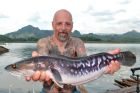 Giant Snakehead
