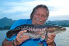 Giant Snakehead