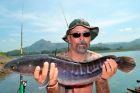 Giant Snakehead