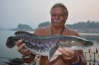 Giant Snakehead