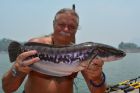Giant Snakehead