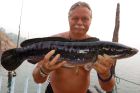 Giant Snakehead