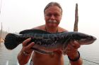 Giant Snakehead