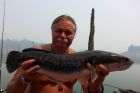 Giant Snakehead