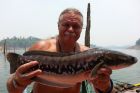 Giant Snakehead