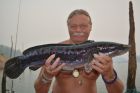Giant Snakehead