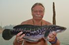 Giant Snakehead