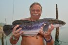 Giant Snakehead