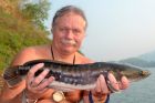Giant Snakehead