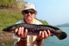 Giant Snakehead