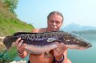 Giant Snakehead