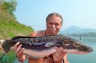 Giant Snakehead