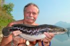 Giant Snakehead