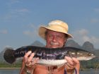 Giant Snakehead