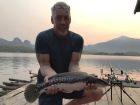 Giant Snakehead