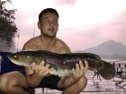 Giant Snakehead