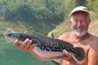 Giant Snakehead