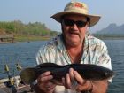 Giant Snakehead