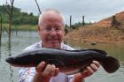Giant Snakehead