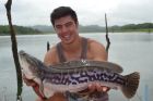 Giant Snakehead