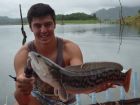 Giant Snakehead