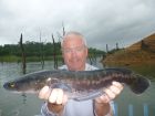 Giant Snakehead