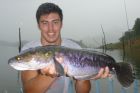 Giant Snakehead
