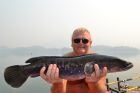Giant Snakehead