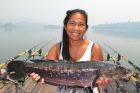 Giant Snakehead