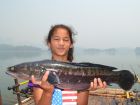 Giant Snakehead