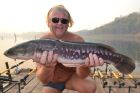 Giant Snakehead
