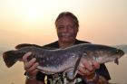 Giant Snakehead