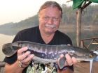 Giant Snakehead