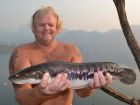 Giant Snakehead