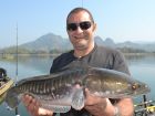 Giant Snakehead