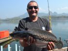 Giant Snakehead