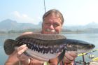 Giant Snakehead